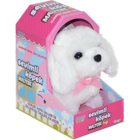 Resim 47100 Cute Dog Maltese -Sunman 