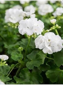 Resim Videolu Bol Yapraklı 1 Adet Beyaz Sardunya Çiçeği 15-30Cm Saksılı (Geranium) 