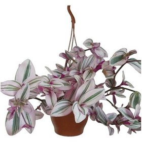 Resim Pembe Telgraf Çiçeği 