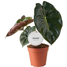 Resim Alocasia 'golden Bone' Fil Kulağı 