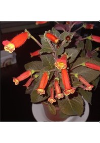 Resim Özel Çeşit Brasil Gem Kohleria Japon Küpelisi Çiçeği Fidesi Mini Potta 