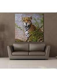 Resim Leoparın Duruşu Kanvas Tablo 200x200cm 