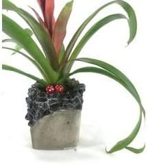 Resim Kırmızı Yıldız Çiçeği Guzmanya Guzmania & Gri Festa Beton Saksıda Hediyelik Canlı Çiçek BALFLOWERDESİGN-2526 