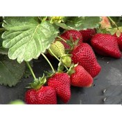 Resim 30 Adet Çilek Fidesi Yediveren Sanandeas 12 Ay Dikim 