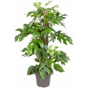 Resim Monstera Minima (Deve Tabanı) Ø19 CM Y70-80 CM 