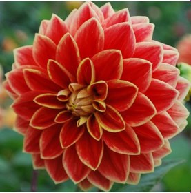 Resim Maxima Dahlia İri Yıldız Çiçeği Yumrusu 1 Adet 