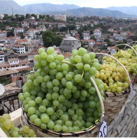 Resim Tüplü Kokulu İri Salkımlı Geleneksel Safranbolu Çavuşu Üzüm asma 