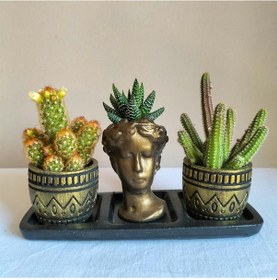 Resim Kaktüs & Haworthia 3'lü Sukulent Seti | Helen Gold Serisi 