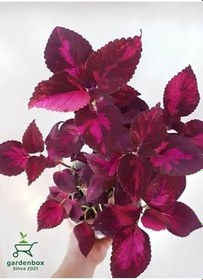 Resim Yaprak Güzeli Çiçeği Bordo Renk 1 Adet Saksılı 10-20Cm (Coleus) 
