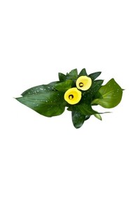 Resim Calla Lilly 'yellow' Gala Çiçeği 