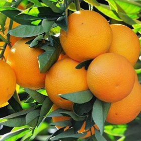 Resim Tüplü Aşılı Sofralık Aromatik Rize Portakalı Fidanı 