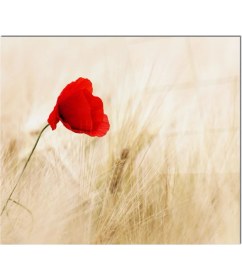 Resim Cam Ocak Arkası Koruyucu Ankastre Arkası Koruyucu | Kırmızı Çiçek 