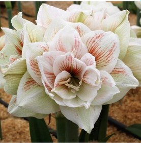 Resim Amaryllis Nymph Kokulu Güzel Hatun Çiçeği Soğanı 1 Adet 
