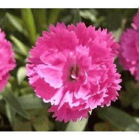 Resim Çin Pembesi Dianthus Çiçeği Tohumu 50 Tohum 