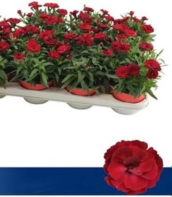Resim Kadınlar Günüze Özel Avantajlı Ürün Kokulu Kırmızı Karanfil Çiçeği 15-25Cm 