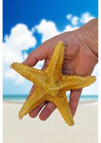 Resim Büyük Boy Kurutulmuş Deniz Yıldızı Dy17 