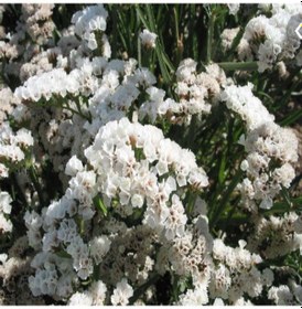 Resim Limonium Sinuatum Pure White Deniz Lavantası Tohumu 30 Tohum N112071 