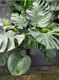 Resim Canlı Yapraklı Deve Tabanı Çiçeği Monstera Deliciosa 30-60cm 