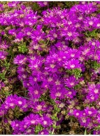 Resim Videolu Acem Halısı Çiçeği Fidesi Fidanı 30 Adet Tüplü 5-10 Cm (Drosanthemum Floribundum) 