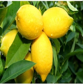 Resim Tüplü Aşılı Yarı Bodur Yüksek Verimli Yediveren Limon Fidanı 