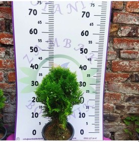 Resim Mazı Çamı Thuja - Dayanıklı Ve Dekoratif Çam Ağacı 