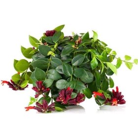 Resim Askılı Ruj Çiçeği Bitkisi 'aeschynanthus' 