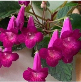 Resim Koleksiyonluk X Smithicodonia Joy Kohleria Japon Küpelisi Çiçeği Fidesi Mini Potta 