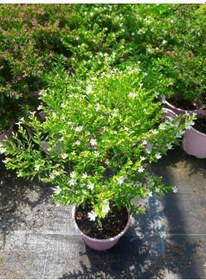 Resim Kufeya Cennet Çiçeği Pembe Ve Beyaz 10 Adet Paket 