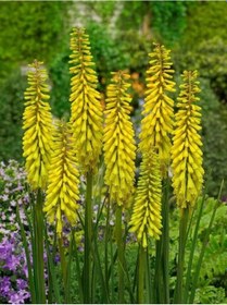 Resim Kniphofia Sunningdale Yellow Fener Meşale Çiçeği Zambağı Soğanı 1 Adet 