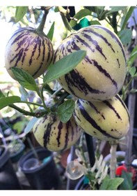 Resim Tüplü Salkım Meyveli Pepino Fidanı Yaş 1 Boy 45-65Cm 
