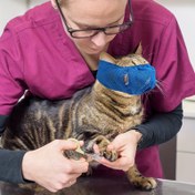 Resim Ayarlanabilir Konfor Kedi Çiğneme Koruyucu - Çiğneme ve Çiğneme Önler, Kediler İçin Mükemmel Bakım Aksesuarı, Kedi Çiğneme Koruyucu, Evcil Hayvan Kısıtlaması, Modern Evcil Hayvan Aksesuarı, Güvenli Evcil Hayvan Kısıtlaması, Pilsiz 