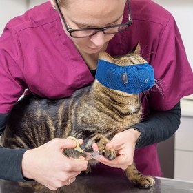 Resim Ayarlanabilir Konfor Kedi Çiğneme Koruyucu - Çiğneme ve Çiğneme Önler, Kediler İçin Mükemmel Bakım Aksesuarı, Kedi Çiğneme Koruyucu, Evcil Hayvan Kısıtlaması, Modern Evcil Hayvan Aksesuarı, Güvenli Evcil Hayvan Kısıtlaması, Pilsiz 