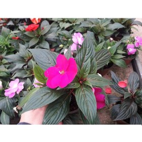 Resim Pembe Katmerli Cam Güzeli Çiçeği - 5 Adet Canlı Çiçekpembe Katme 