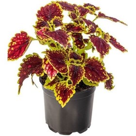 Resim Çilli Yaprak Güzeli Çiçeği 1 Adet Kolyos 10-20cm 