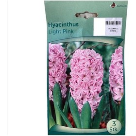 Resim Sümbül Soğanı Açık Pembe 