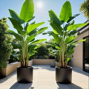 Resim 84.99cm Nordic Style Dev Banana Ağacı Yapay Bitki - 18 Büyük Yaprak, Tüm Mevsimler İçin Ev, Ofis, Düğün, Parti, Veranda ve Pencere Bahçesi İçin Dekorasyon | Şükran Günü, Mezuniyet ve Daha Fazlası İçin İdeal 