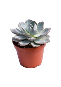 Resim Echeveria Morning Beauty - 10 Adet Sukulent 