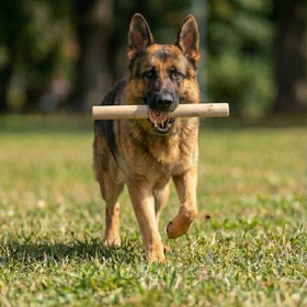 Resim %100 Doğal Zeytin Ağacı Küçük Orta Büyük Irk Köpek Diş Kaşıma ve Kemirme Oyuncağı 