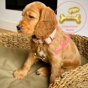 Resim Köpek Kemik Şeklinde Sevimli Evcil Hayvan Dekorasyonu Marka Altın ve Gümüş Renkli, Kişiselleştirilebilir Kimlik Kartı ile Kayıp Önleyici Evcil Hayvan Etiketi 