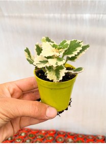 Resim Bitkim Sende 1 Adet Adaçayı Kokulu Sukulent Beyaz Alacalı 10-15 Cm Saksılı Çiçekli Bodur Succulent 