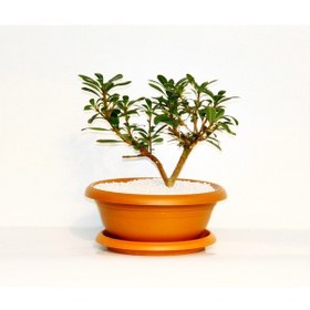Resim Bonsai Yıldız Çalısı Pitosporum Kiremit Saksıda 