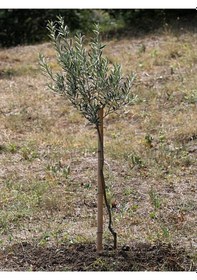 Resim Bitkim Sende Gemlik Zeytin 80 110 Cm 1 Adet Saksılı/tüplü 1 Adet Gemlik Zeytin Fidesi Olive Sapling 