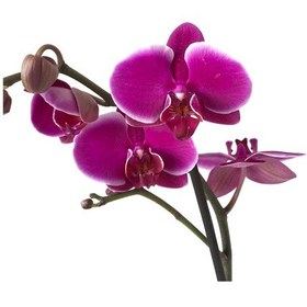 Resim Phalaenopsis Pretoria (Fuşya Orkide) 12 CM 70-80 CM 