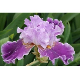 Resim 2 Adet Renkli Iris (Süsen) Çiçeği Soğanı - ADAFDN0209 
