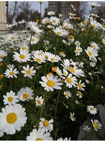 Resim Papatya(Yoğurt Çiçeği) – Matricaria Chamomilla - 10 adet 