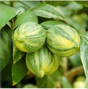 Resim Tüplü Aşılı Beyaz Yeşil Yapraklı Süs Limonu Fidanı 