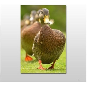 Resim Ördek Kanvas Tablo 80x40 