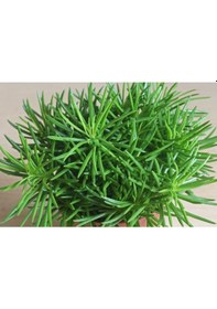 Resim Senekio Barbertonicus Himalaya - 5 Adet Sukulent - Teraryum 
