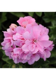 Resim Pembe Çiçekli Grandeu İvy Pink Sakız Sardunya Çiçeği Fidesi 