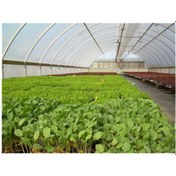 Resim Emek 8x24m 350 Mikron Eva Uv Katkılı 36 Aylık Sera Naylonu Kalın Sera Örtüsü Branda 